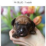 1week_blue