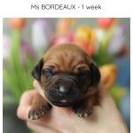 1week_bordeaux