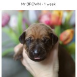 1week_brown