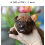 1week_darkgreen