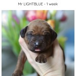 1week_lightblue