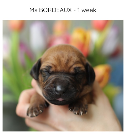 1week_bordeaux
