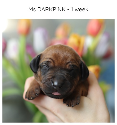 1week_darkpink