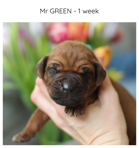 1week_green