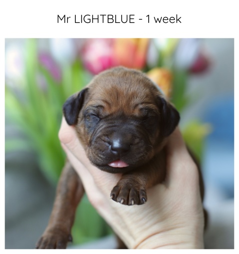 1week_lightblue