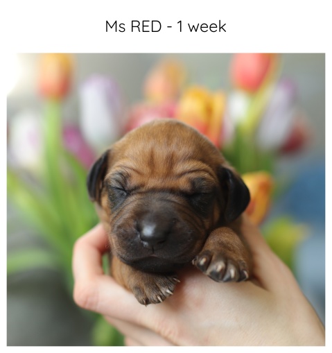 1week_red