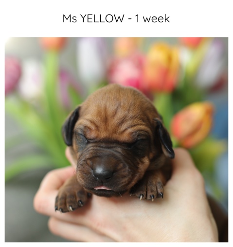1week_yellow