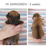 2wks_darkgreen