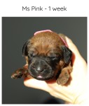 1wk_pink