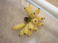 Våra bananer