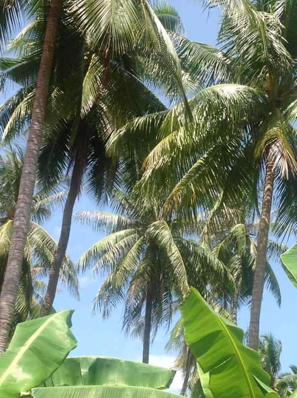 Kokospalmer