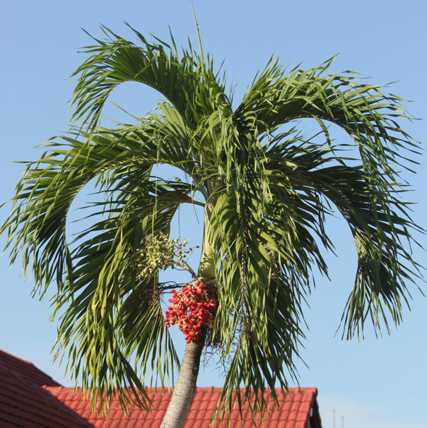 Blommande palm vid poolen