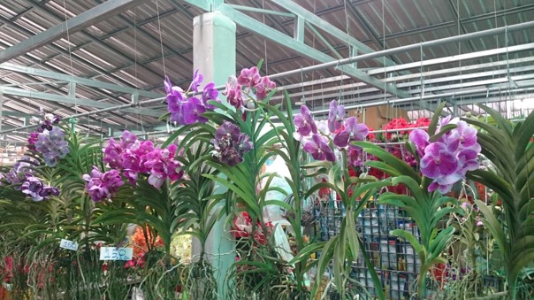 Vackra orkidéer för cirka 25 kronor styck.