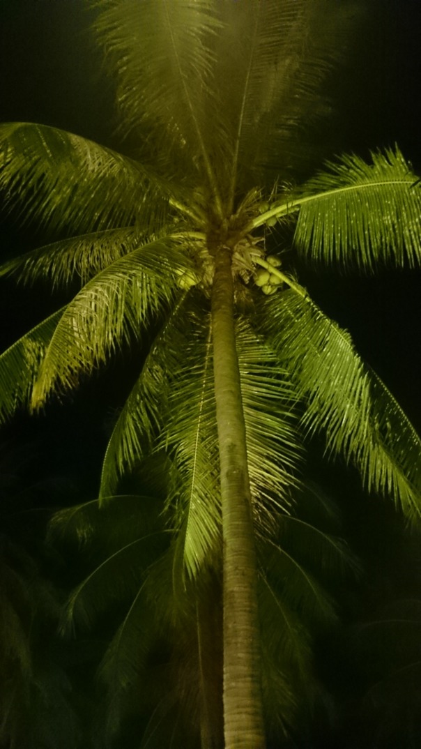 Fantastisk kokospalm