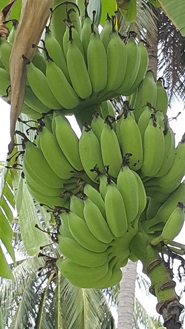 Våra bananer som någon annan får njuta av när de är mogna