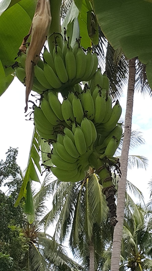Våra bananer som någon annan får njuta av när de är mogna