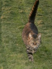 Min katt Brorsan Min katt Brorsan