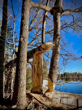 Den här bävern kliade sig nog i huvudet! Varför faller inte aspen? Naturen är fantastisk! I det här fallet är aspens "räddare" eken som står bredvid. Överst i bild ser du helt enkelt hur en gren från eken vuxit fast i aspen och på så sätt håller den kvar! Finns att beskåda utmed röda slingan från Sevedskvarn i Färnebofjärdens nationalpark! Foto Pelle Svensson