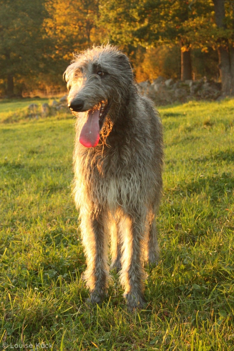 Scottish Deerhounds | Grayrory's Deerhounds