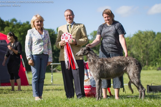 Grayroy's Hyacinth winning Best in Show in Nørresundby, Denmark July 2017