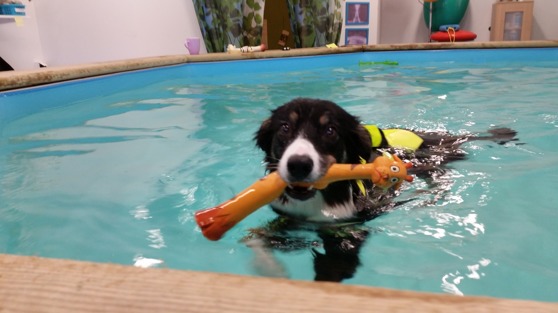 Hunden på bilden har inget med texten att göra. Hunden på bilden har inget med texten att göra.