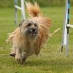 Agility, grundkurs start 29/4 -25