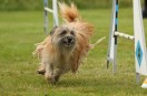 Agility, grundkurs start 29/4 -25