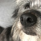 Nose Work för nya (helg) 14-15/6 -25