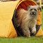 Sommarträffar 2025 (dagtid) - Agility - 25/6