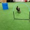 Sommarträffar 2025 (dagtid) - Hoopers, den nya hundsporten - 16/7