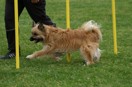 Agility - slalomkurs start 23/5