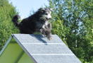 Agility - grund 21-22/9 (helgkurs)