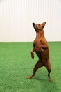 Aktiv hundsemester (sommarläger) 8-10/7-16 - Freestyle 8/7