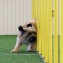 Aktiv hundsemester (sommarläger) 8-10/7-16 - Agility 9/7