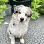 Valpkurs start 23/8 -23