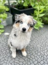 Valpkurs start 23/8 -23