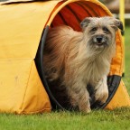Agility, grundkurs start 3/10 -23