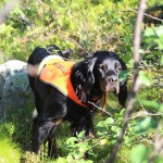 Hagelsprutans Ä Ällis