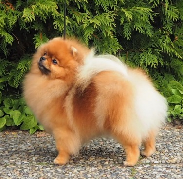 IDS KOTKA FINLAND Bambi BOB CACIB FIN CAC under breedspecialist Sean Caroll, Irland