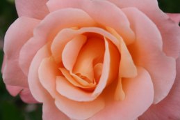 Kalmar rose