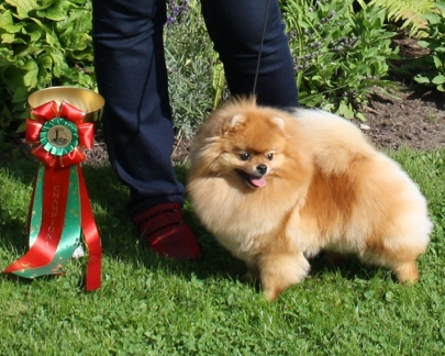 "Fame" BOS, CAC - New Champion 24/8-2013