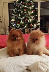 Chanel and Chloés first Christmas
