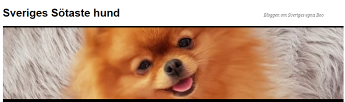 SVERIGES GULLIGASTE HUND. En blogg om Pomeranian hundar och  om Indys liv, motsvarande Världens sötaste hund Boo