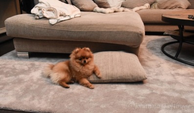 Lucy chillar hemma i soffan