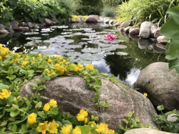 Lovely pond