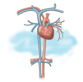 Medicinsk illustration föreställande hjärtat