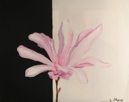 Magnolia ( klicka på bilden för större)