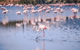 Rosa flamingos i Torrevieja