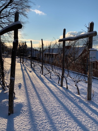 Vingården i Gränna 31 jan 2021 Vingården i Gränna 31 jan 2021